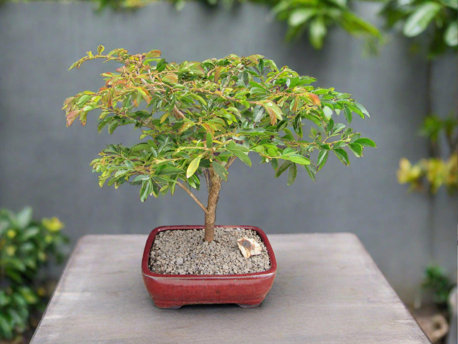 powder puff tree bonsai Flowering Red Dwarf Powder Puff Bonsai Tree
