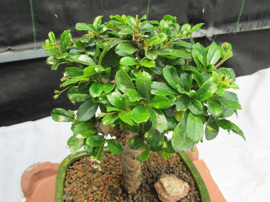 Aged Upright Fukien Tea Bonsai Tree Canopy