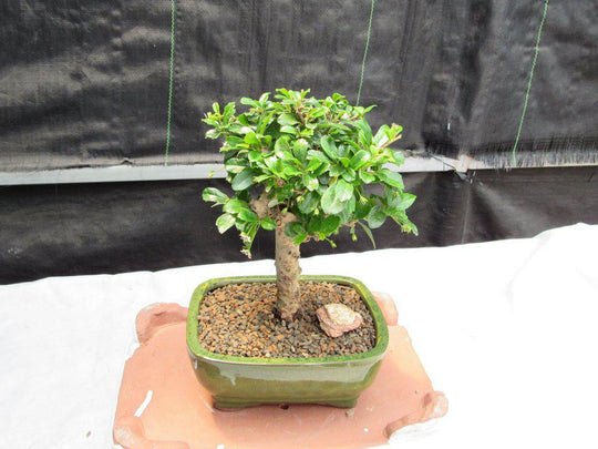Fukien Tea Bonsai Tree