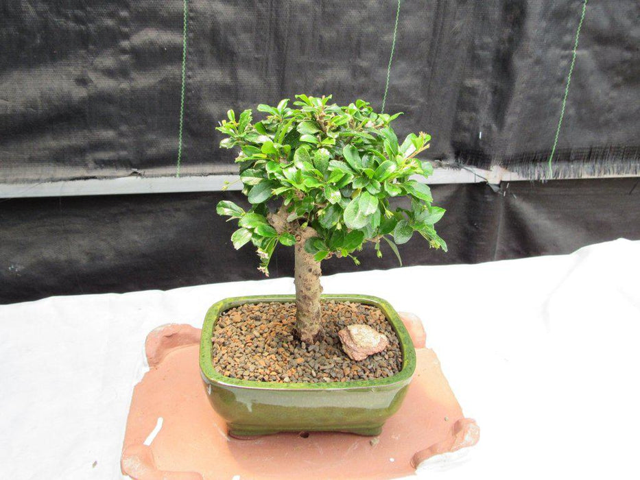 Aged Upright Fukien Tea Bonsai Tree Profile