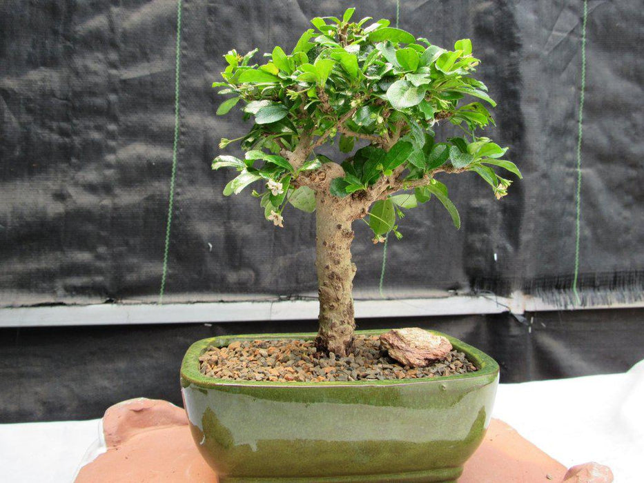 Aged Upright Fukien Tea Bonsai Tree Straight On