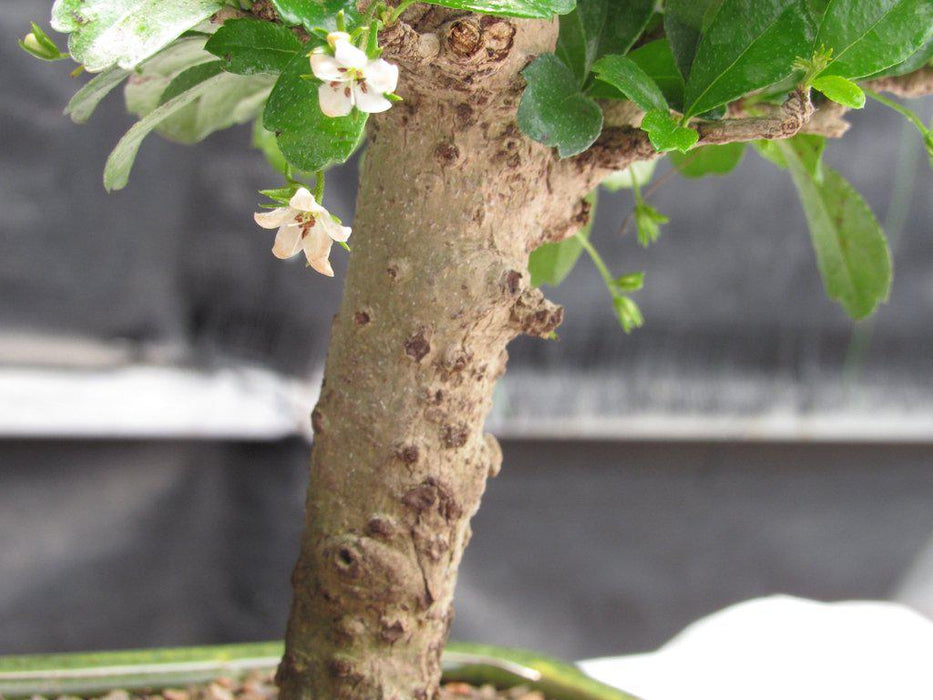 Aged Upright Fukien Tea Bonsai Tree Bark and Flowers