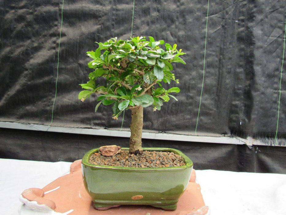 Aged Upright Fukien Tea Bonsai Tree Back