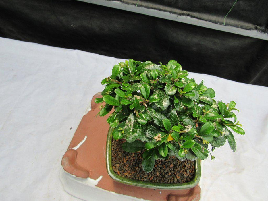 Aged Upright Fukien Tea Bonsai Tree Top Down