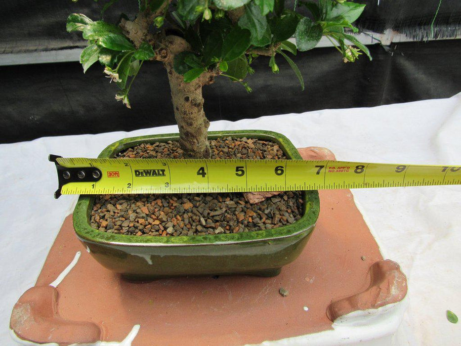 Aged Upright Fukien Tea Bonsai Tree Size