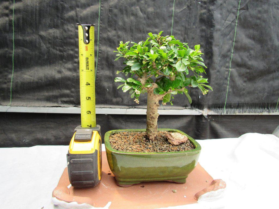 Aged Upright Fukien Tea Bonsai Tree Height