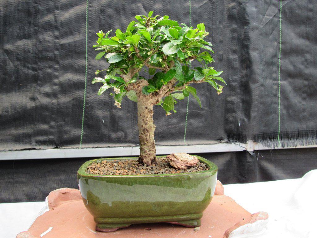 Fukien Tea Bonsai Tree - Aged Upright Style