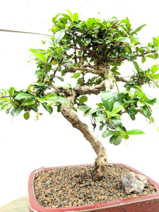 Curved Trunk Fukien Tea Bonsai Tree Shape