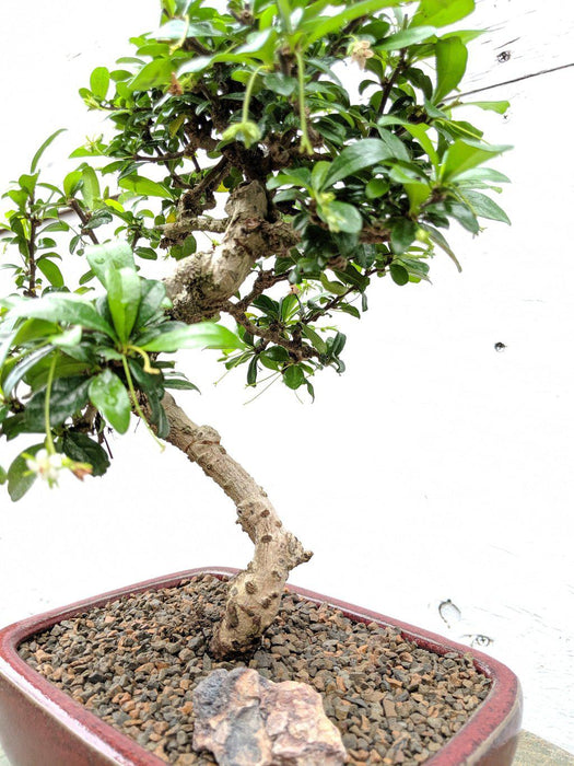 Fukien Tea Bonsai Tree - Curved Trunk Style