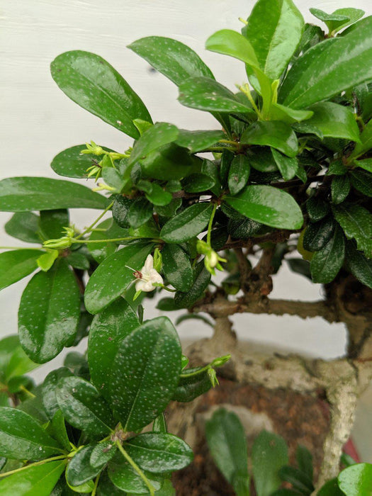 Curved Trunk Fukien Tea Bonsai Tree Leaves