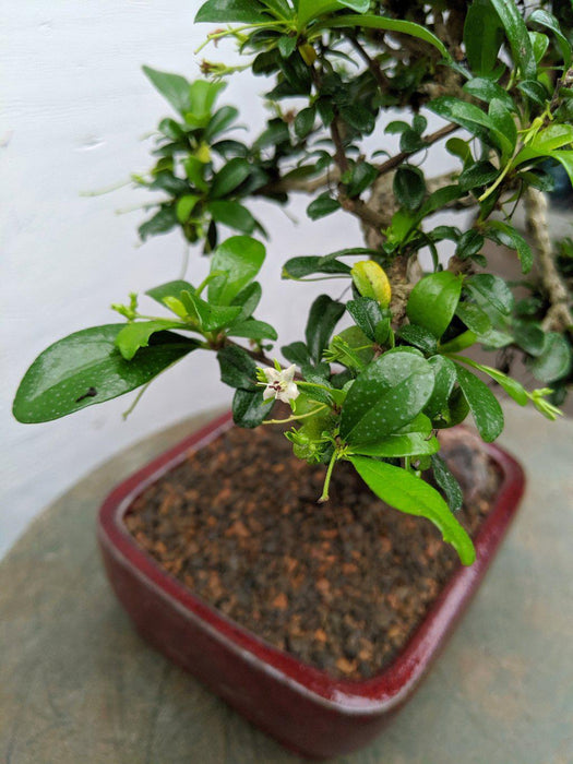 Curved Trunk Fukien Tea Bonsai Tree Flower