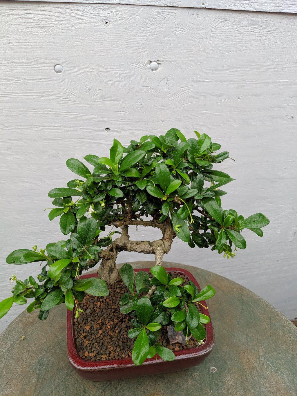 Curved Trunk Fukien Tea Bonsai Tree Canopy