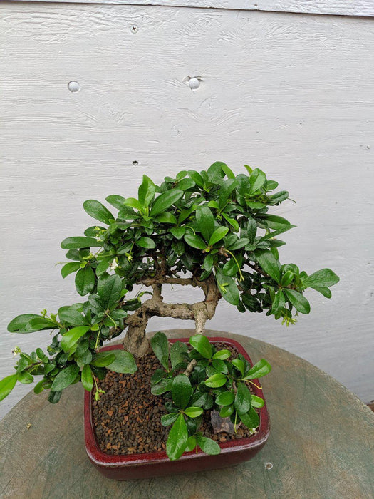 Curved Trunk Fukien Tea Bonsai Tree Canopy