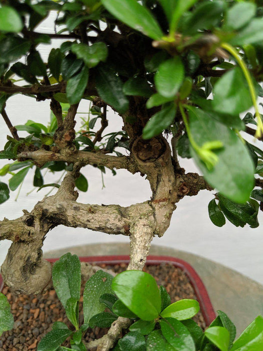 Curved Trunk Fukien Tea Bonsai Tree Foliage