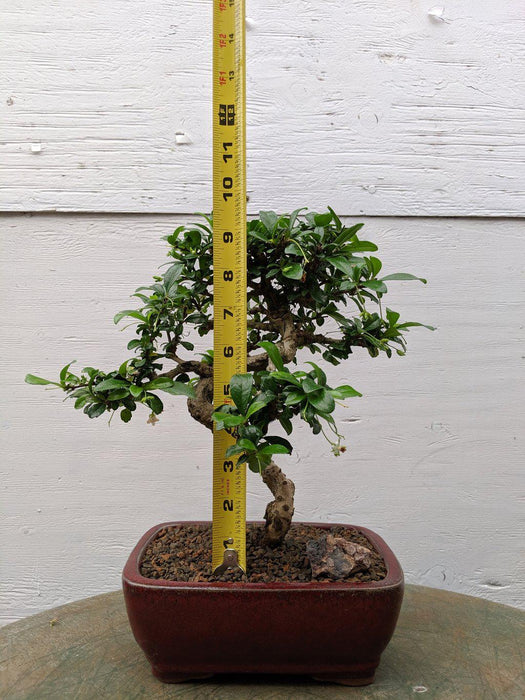 Curved Trunk Fukien Tea Bonsai Tree Size