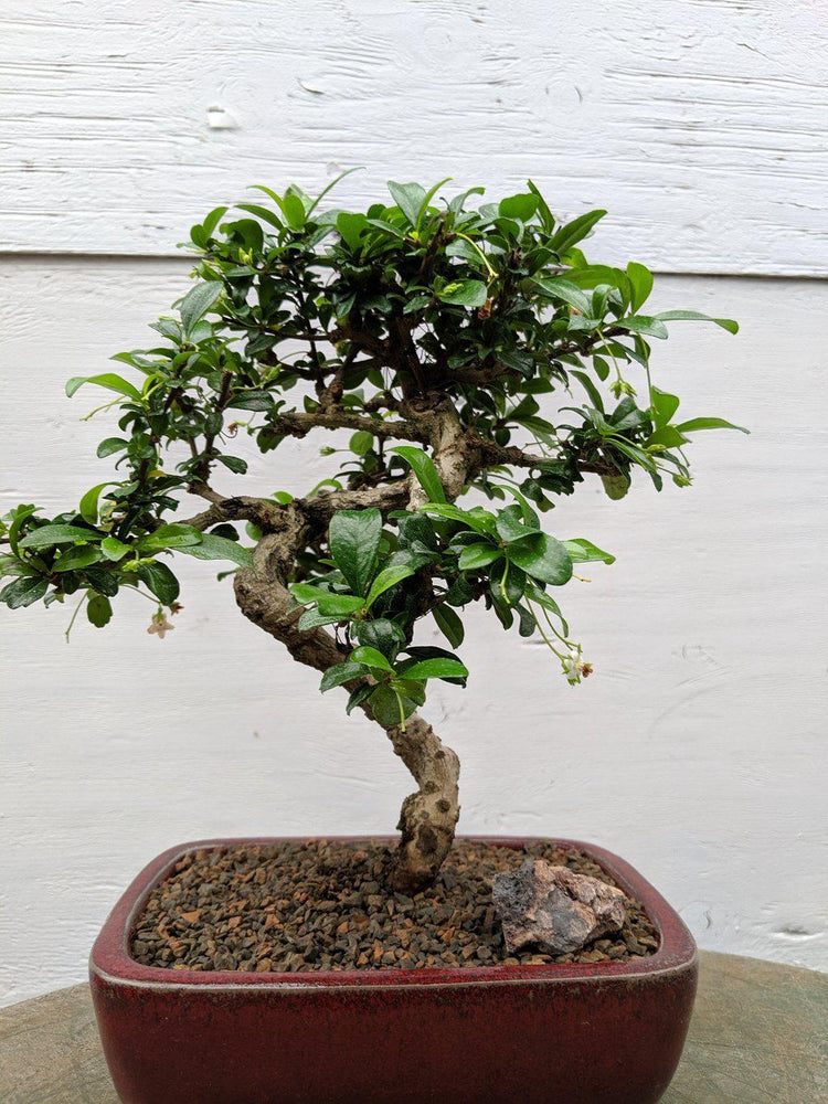 Curved Trunk Fukien Tea Bonsai Tree