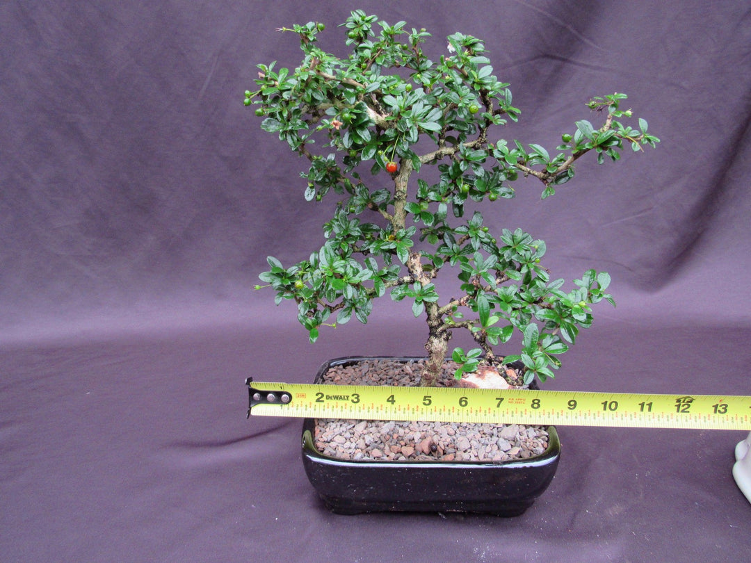 Formal Upright Fukien Tea Bonsai Tree Size