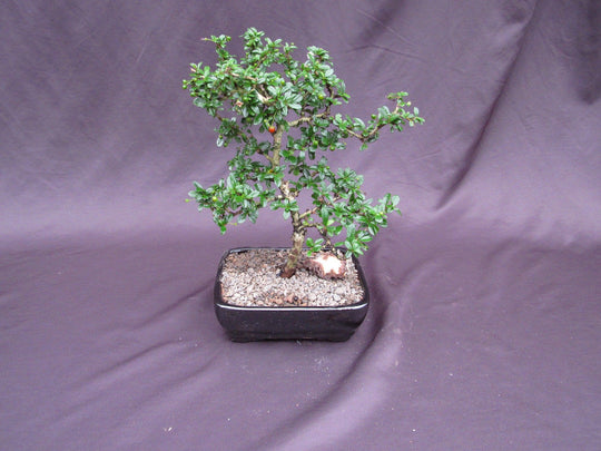 bonsai formal upright Fukien Tea Bonsai Tree