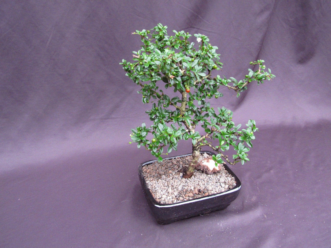 Formal Upright Fukien Tea Bonsai Tree Side