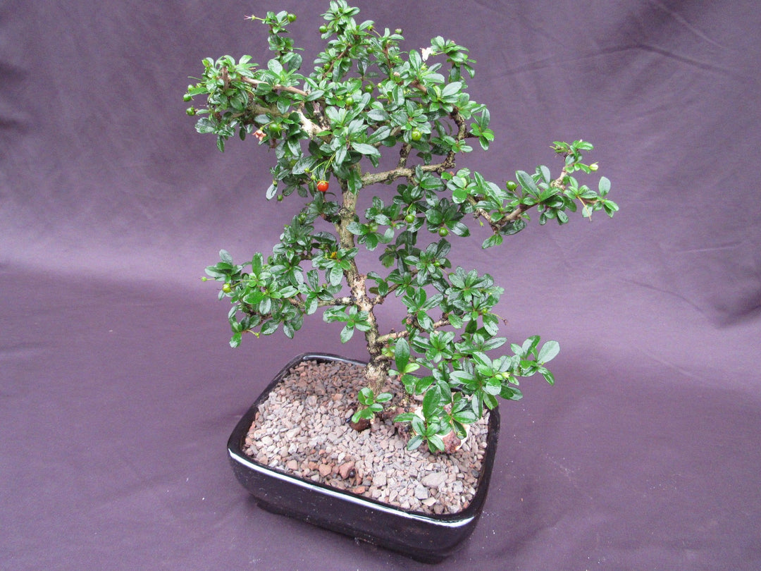 Formal Upright Fukien Tea Bonsai Tree Softer Side