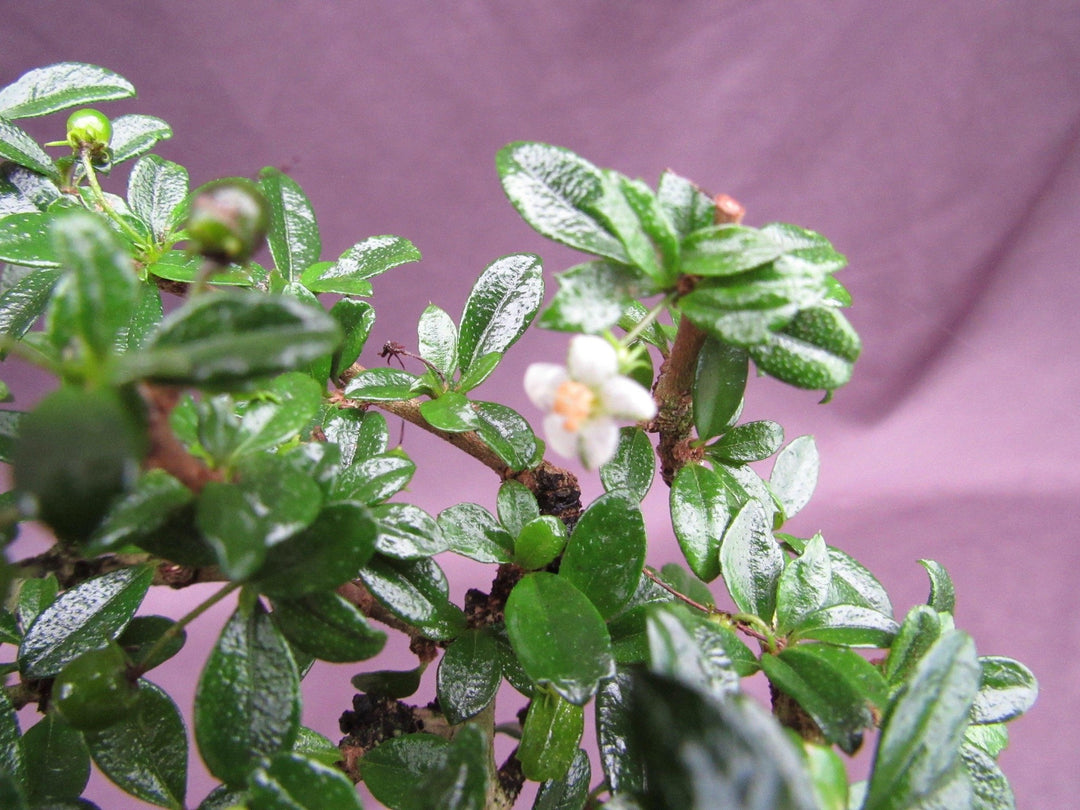 Formal Upright Fukien Tea Bonsai Tree Foliage