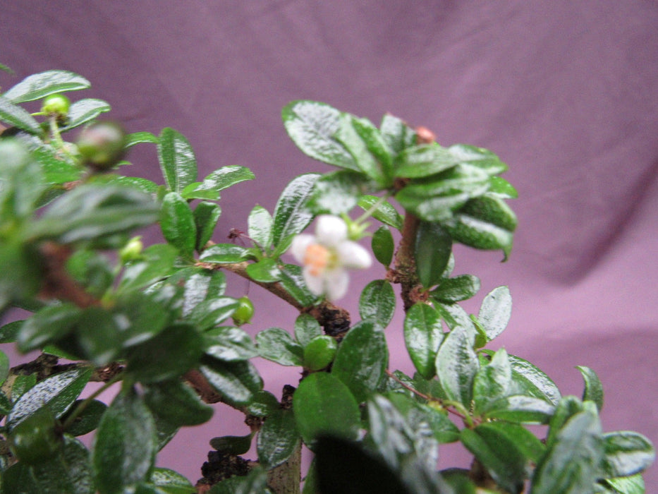 Formal Upright Fukien Tea Bonsai Tree Flower Blurry