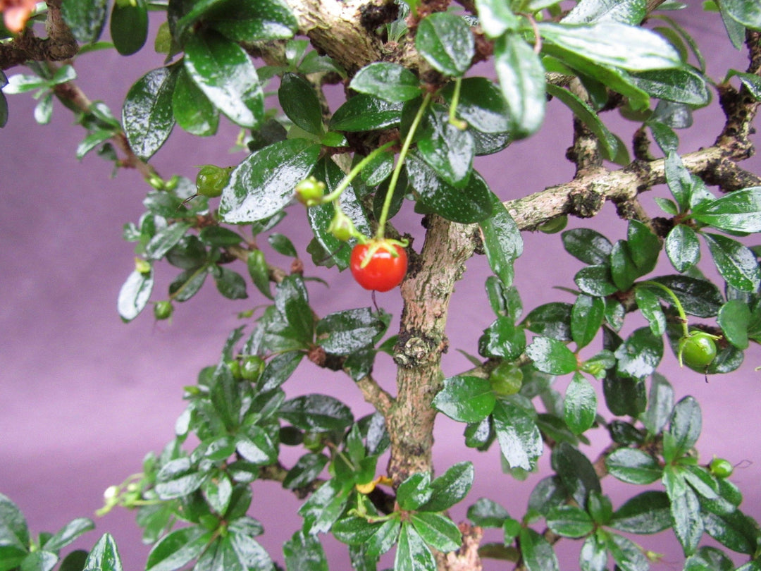 Formal Upright Fukien Tea Bonsai Tree Fruit