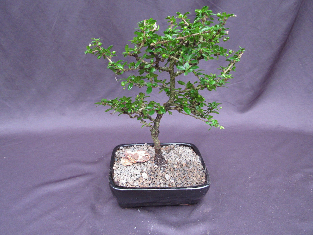 Formal Upright Fukien Tea Bonsai Tree Back