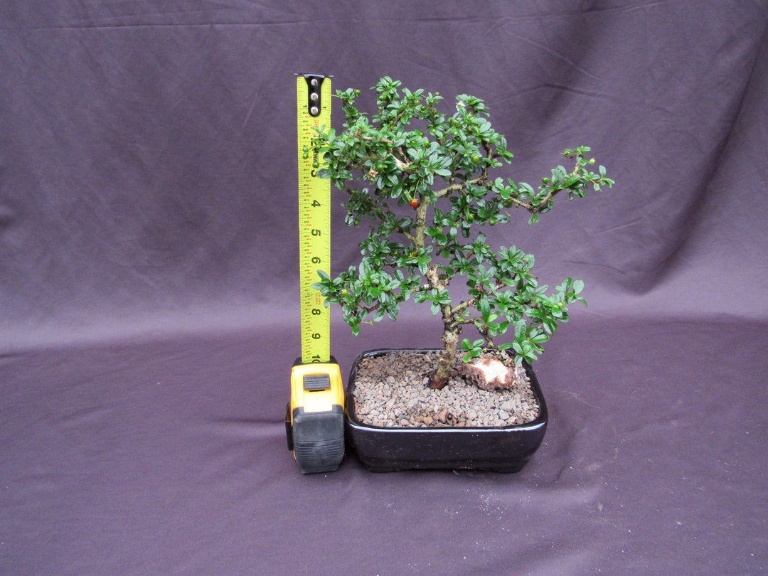 Formal Upright Fukien Tea Bonsai Tree Height