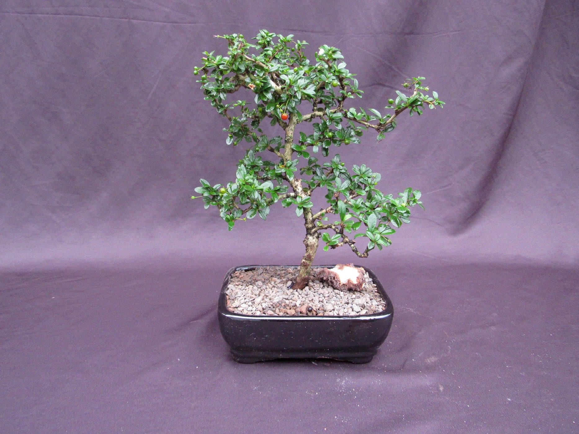 Fukien Tea Bonsai Tree Formal Upright Style