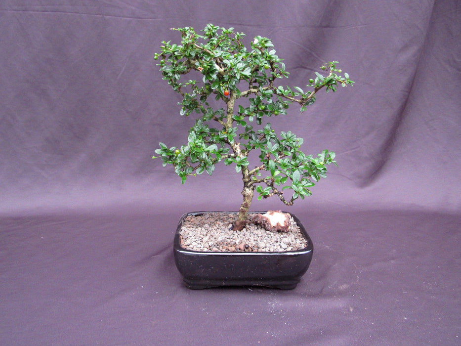 Formal Upright Fukien Tea Bonsai Tree