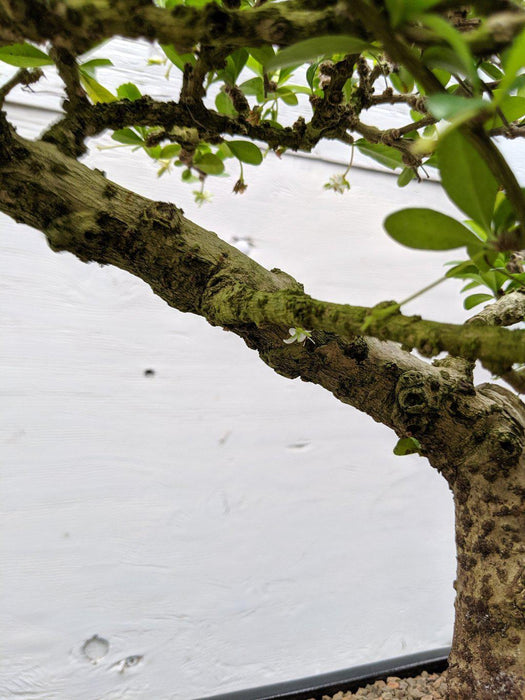 Informal Upright Fukien Tea Bonsai Tree Trunk