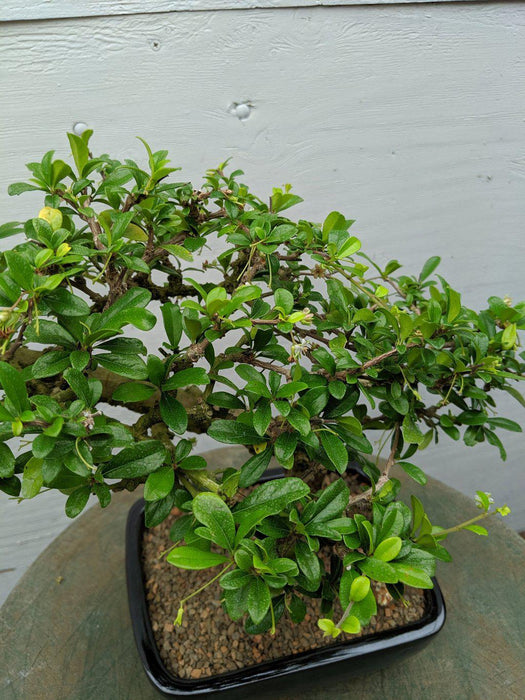 Informal Upright Fukien Tea Bonsai Tree Canopy