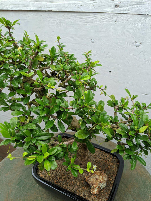 Informal Upright Fukien Tea Bonsai Tree Foliage