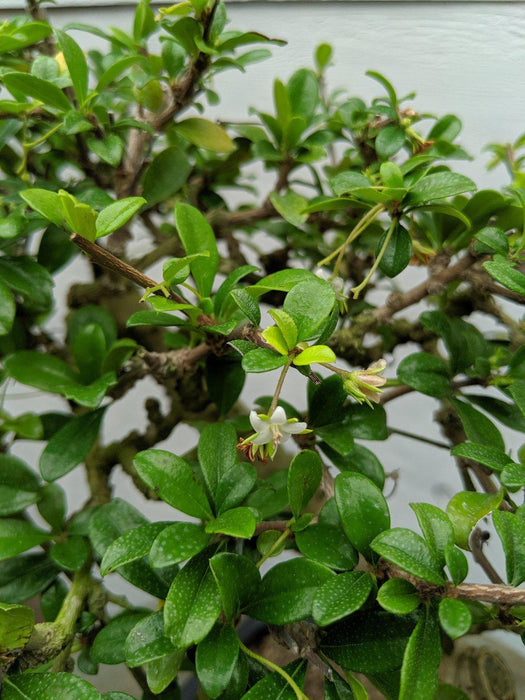 Informal Upright Fukien Tea Bonsai Tree Flowers