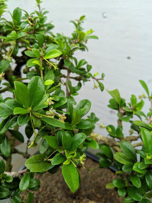 Informal Upright Fukien Tea Bonsai Tree Leaves