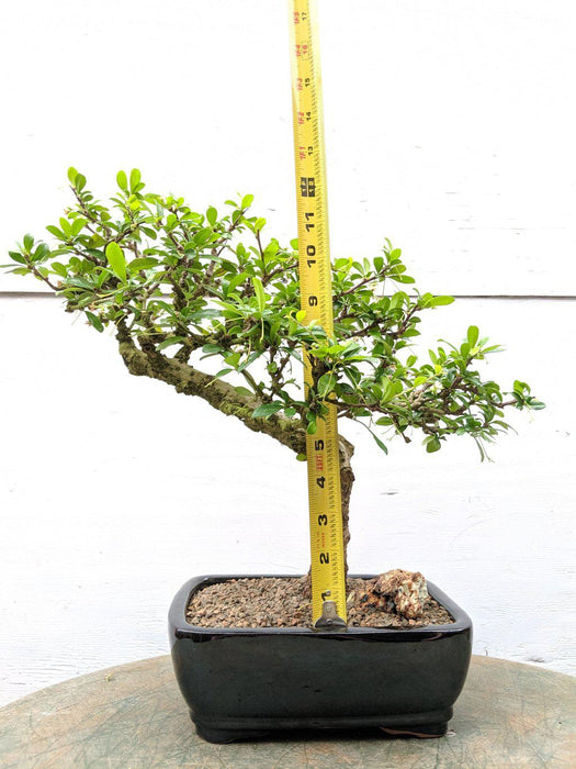 Informal Upright Fukien Tea Bonsai Tree Size
