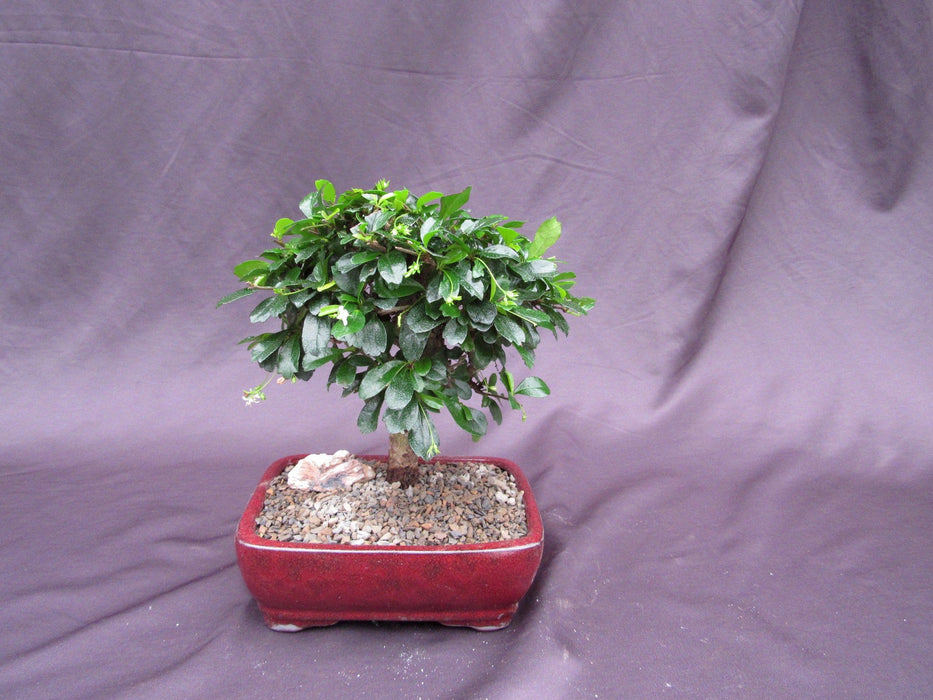 Fukien Tea Bonsai Tree - Large Aged Upright Style