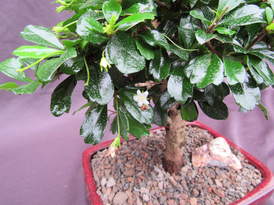 Large Aged Informal Upright Fukien Tea Bonsai Tree Flower