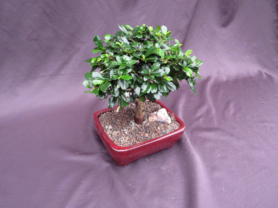 Large Aged Informal Upright Fukien Tea Bonsai Tree Side