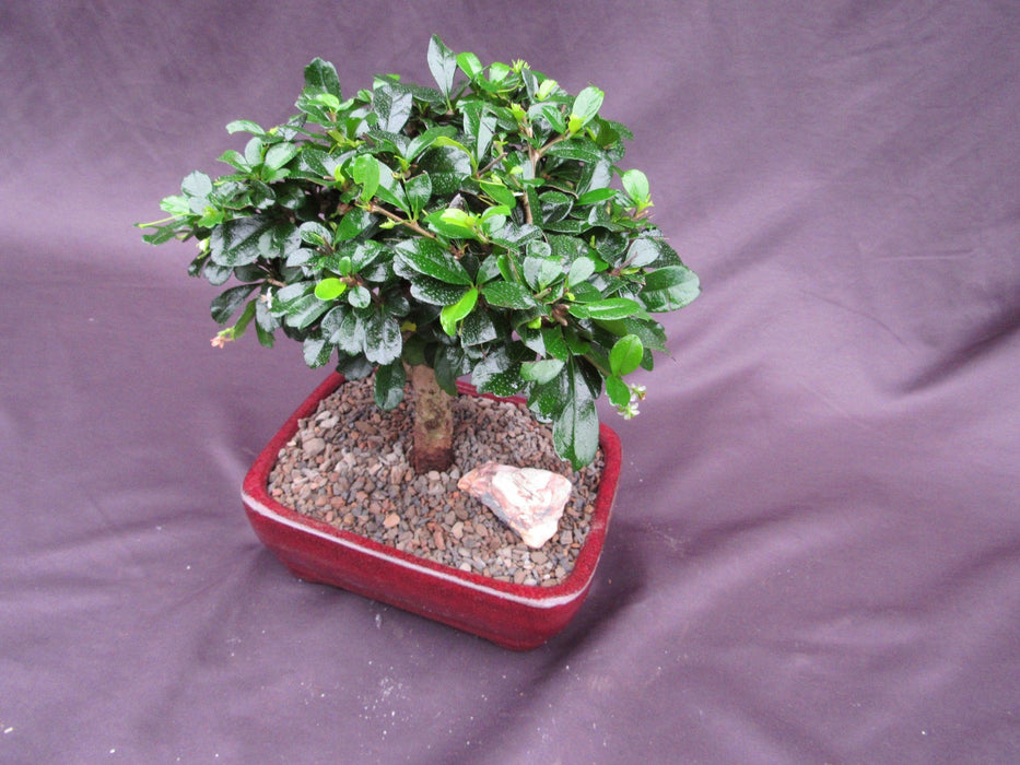 Large Aged Informal Upright Fukien Tea Bonsai Tree Canopy