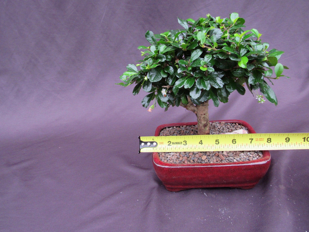 Large Aged Informal Upright Fukien Tea Bonsai Tree Size