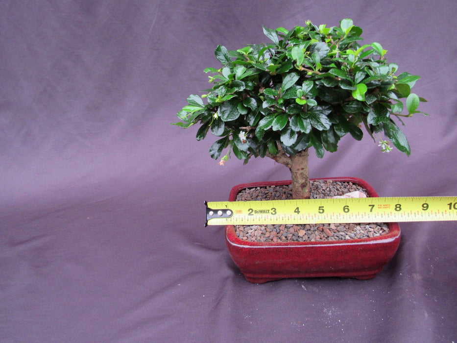 Large Aged Informal Upright Fukien Tea Bonsai Tree Size