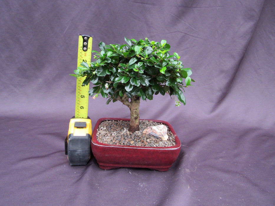 Large Aged Informal Upright Fukien Tea Bonsai Tree Height