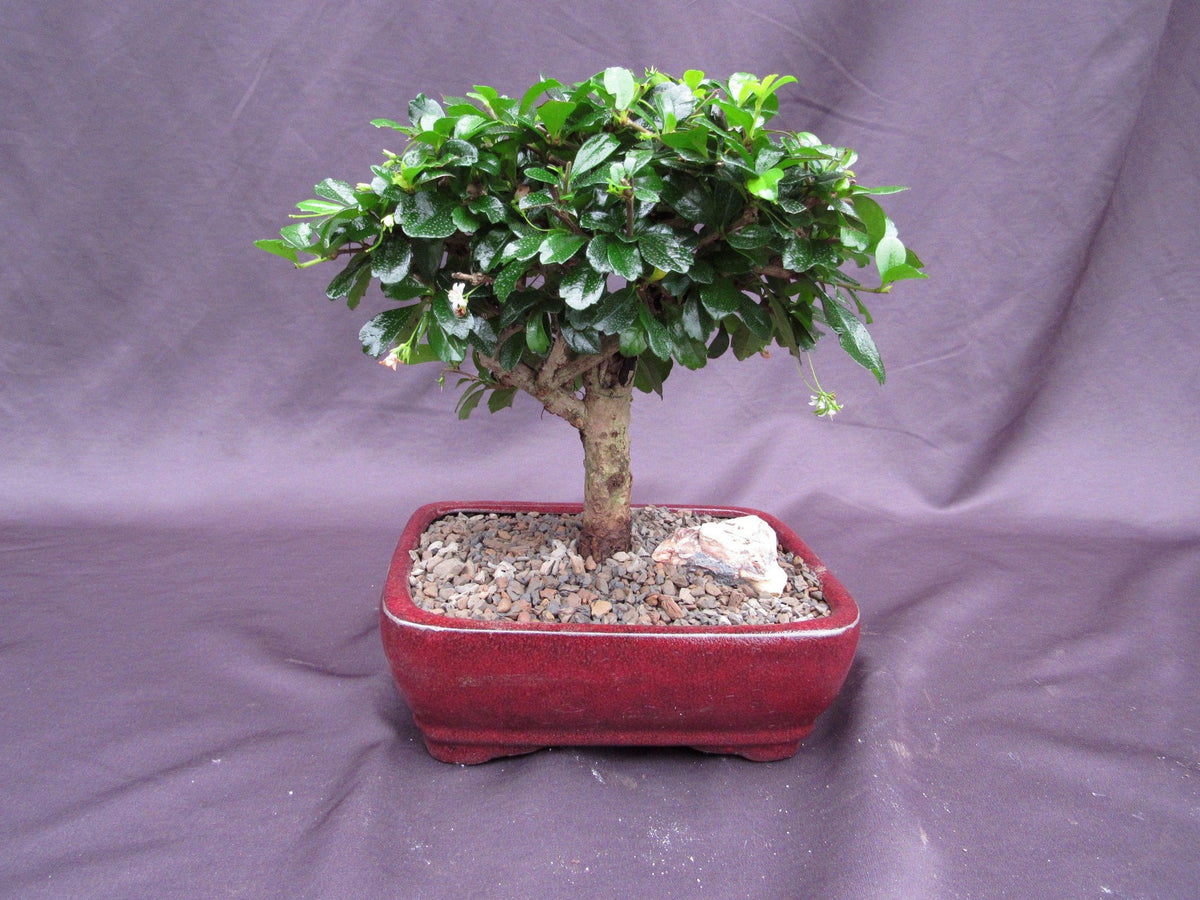 Fukien Tea Bonsai Tree Large Aged Upright Style