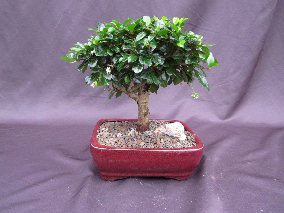 tea tree bonsai Fukien Tea Bonsai Tree