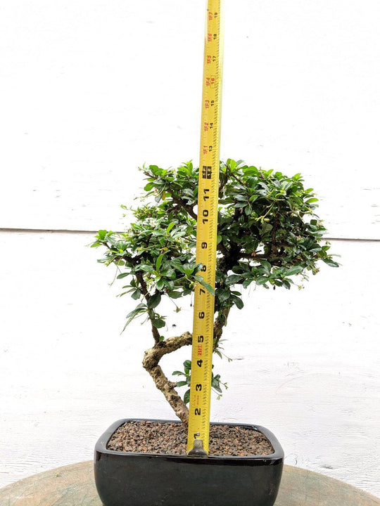 Fukien Tea Bonsai Tree