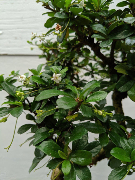 bonsai tree with large leaves Fukien Tea Bonsai Tree