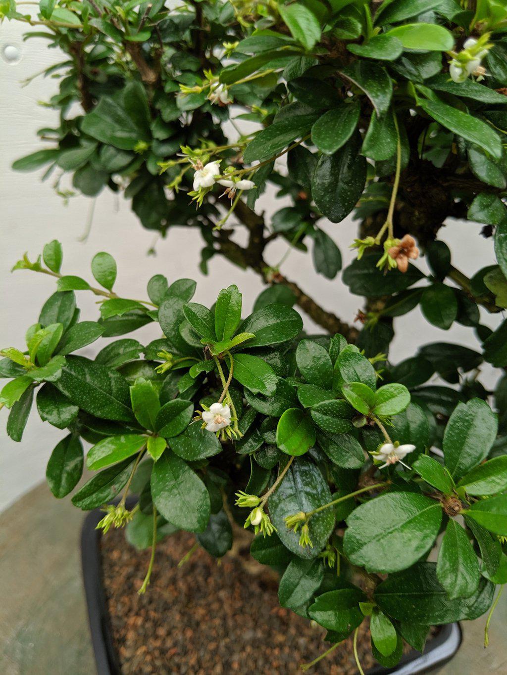 Large Curved Trunk Fukien Tea Bonsai Tree Flowers
