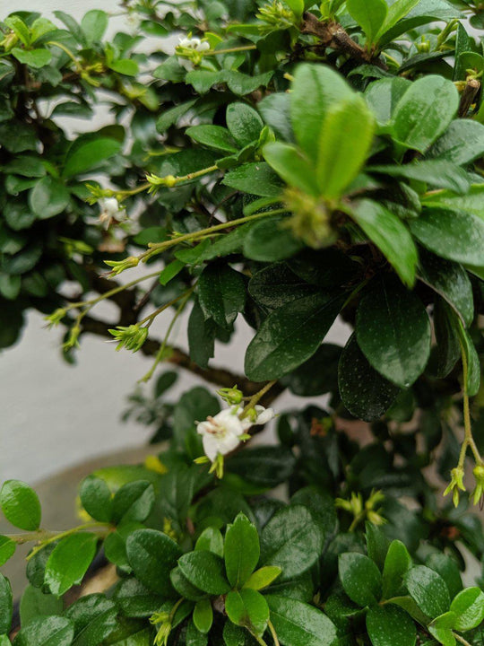 flowering fukien tea bonsai tree Fukien Tea Bonsai Tree